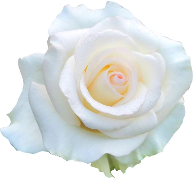 White rose